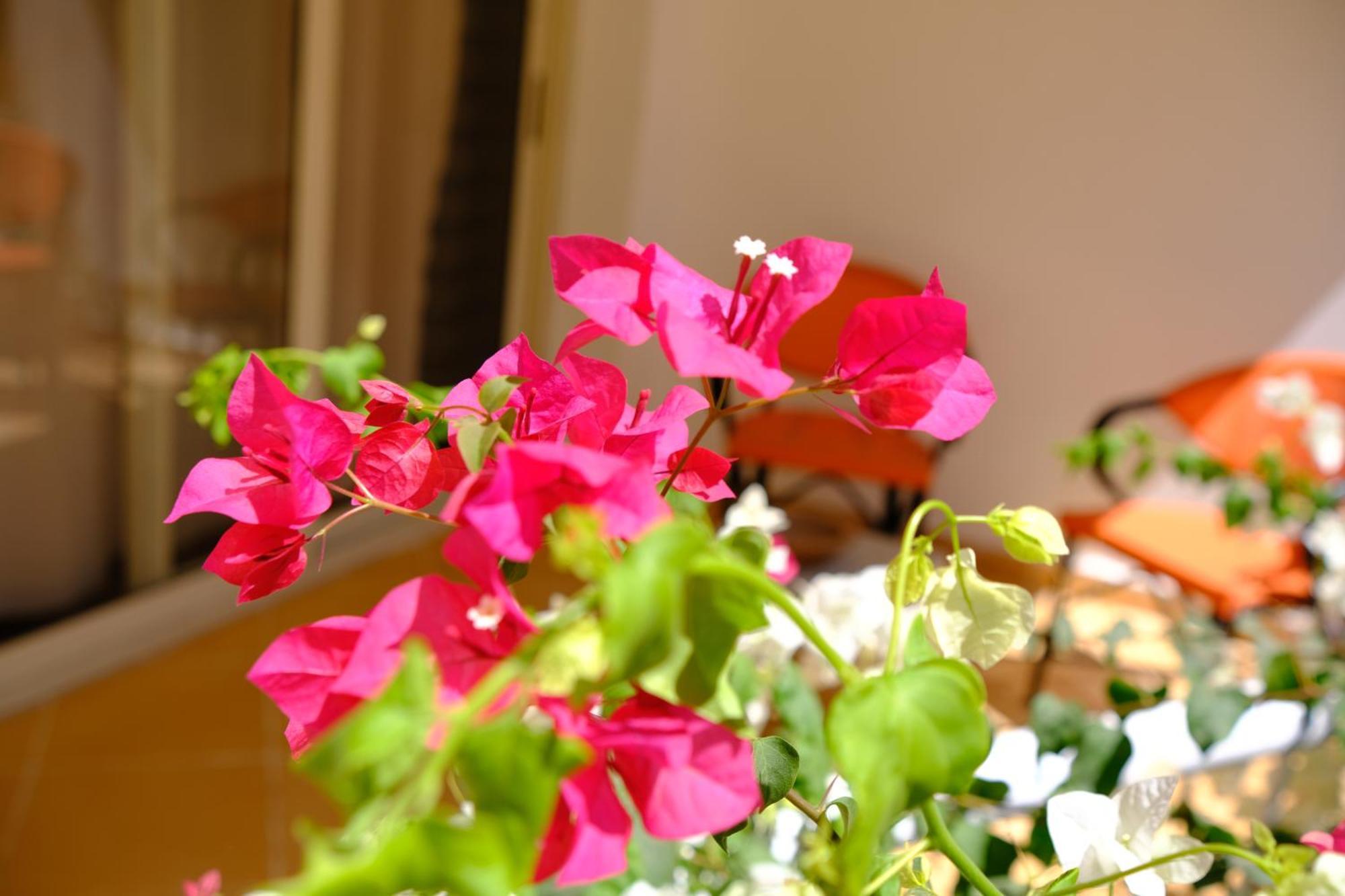 Viking Club Hotel Sharm el-Sheikh Exteriör bild